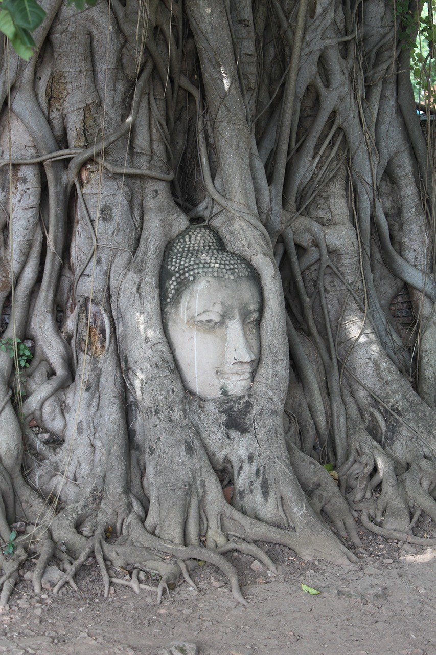 Medis, Buda, Tailandas, Nemokamos Nuotraukos,  Nemokama Licenzija