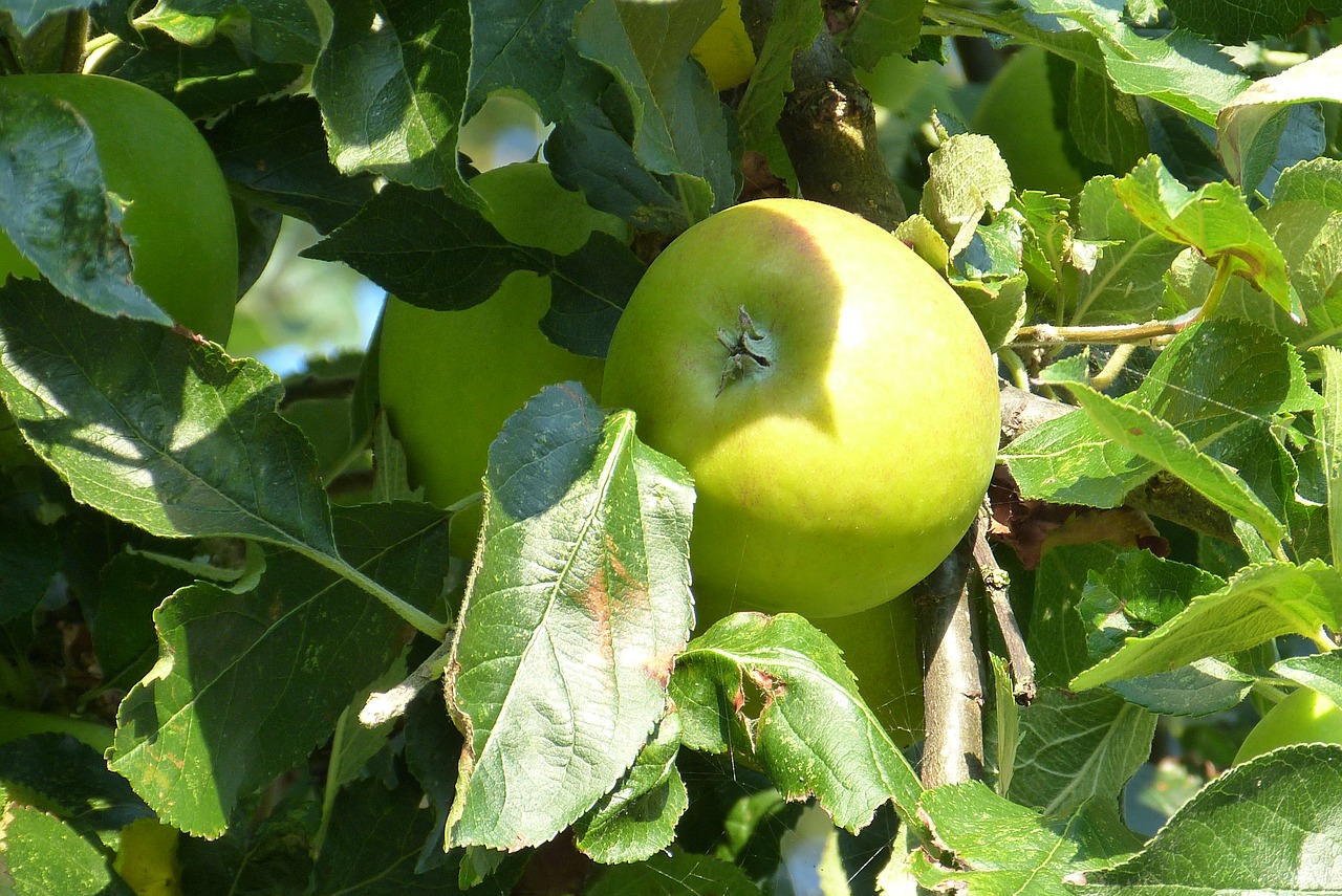 Medis, Obuolys, A, Obuolių Medis, Ruduo, Žalias Obuolys, Nemokamos Nuotraukos,  Nemokama Licenzija