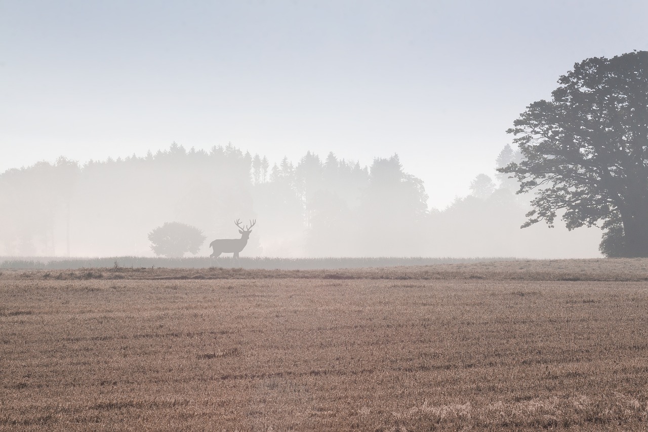 Medis, Ariamasis, Laukas, Kraštovaizdis, Miškas, Žemdirbystė, Ruduo, Morgenstimmung, Rūkas, Hirsch