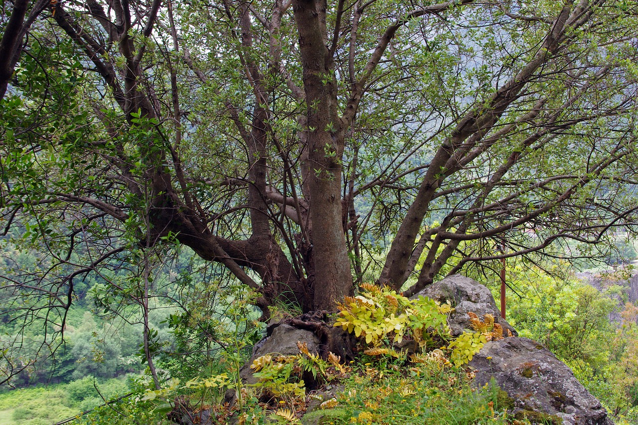 Medis, Filialai, Lapai, Ruduo, Kampanija, Gamta, Filialas, Augalas, Žalias, Medžiai