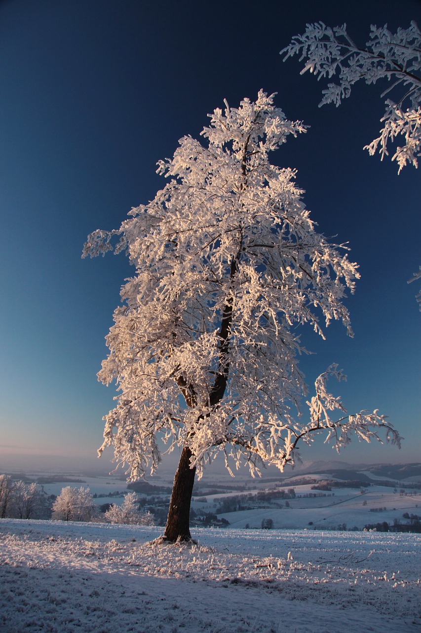 Medis, Saulėlydis, Žiema, Sniegas, Balta, Užšaldymas, Nemokamos Nuotraukos,  Nemokama Licenzija