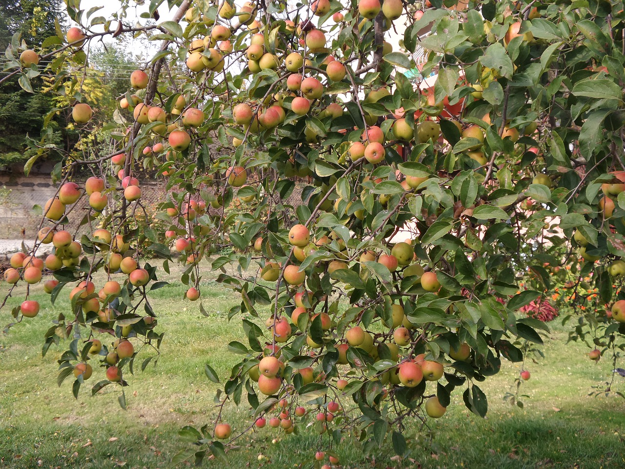 Medis, Obuolys, Vaisiai, Obuolių Medis, Gamta, Sodas, Kritimas, Ruduo, Vaisių Sodas, Derlius