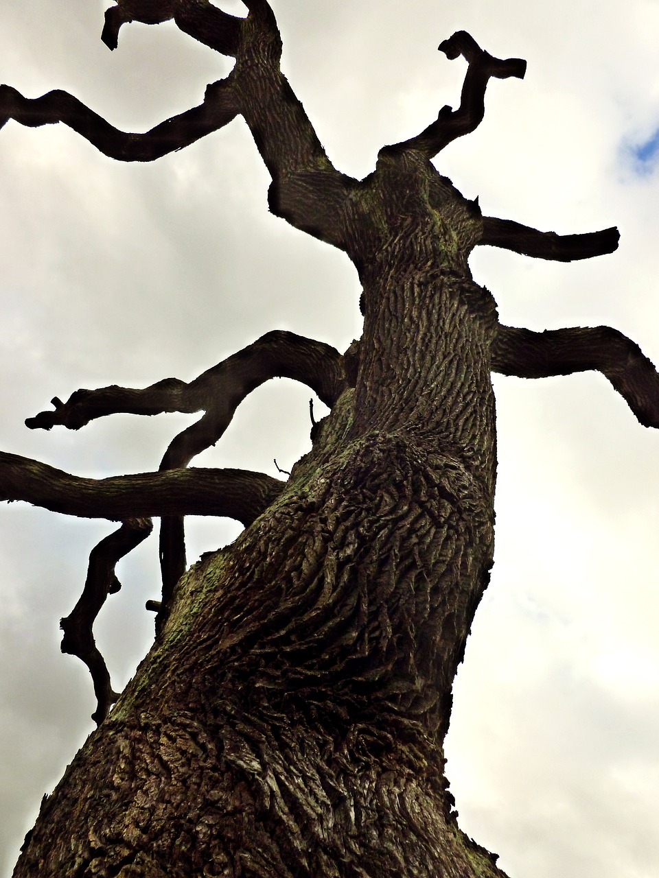 Medis, Žurnalas, Žievė, Gamta, Miškas, Mediena, Gentis, Gnarled, Medžio Žievė, Dangus