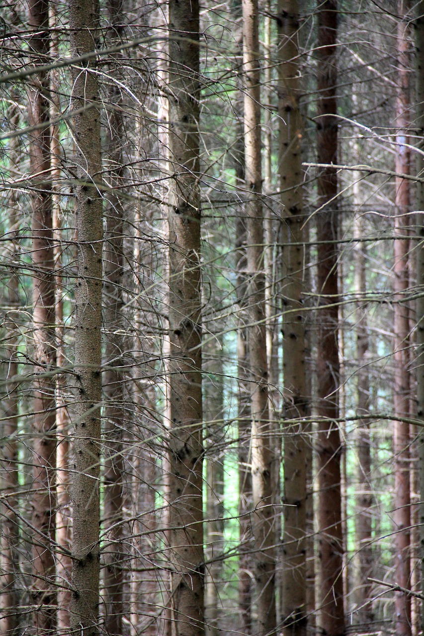 Medis, Medžiai, Miškas, Filialų Filialai, Nemokamos Nuotraukos,  Nemokama Licenzija