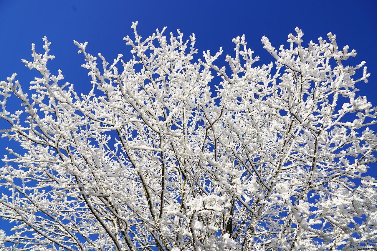 Medis, Karūna, Auskaras, Estetinis, Filialai, Žiema, Žiemos Nuotrauka, Žiemos Fotografija, Winteraufnahme, Žiemos Nuotrauka