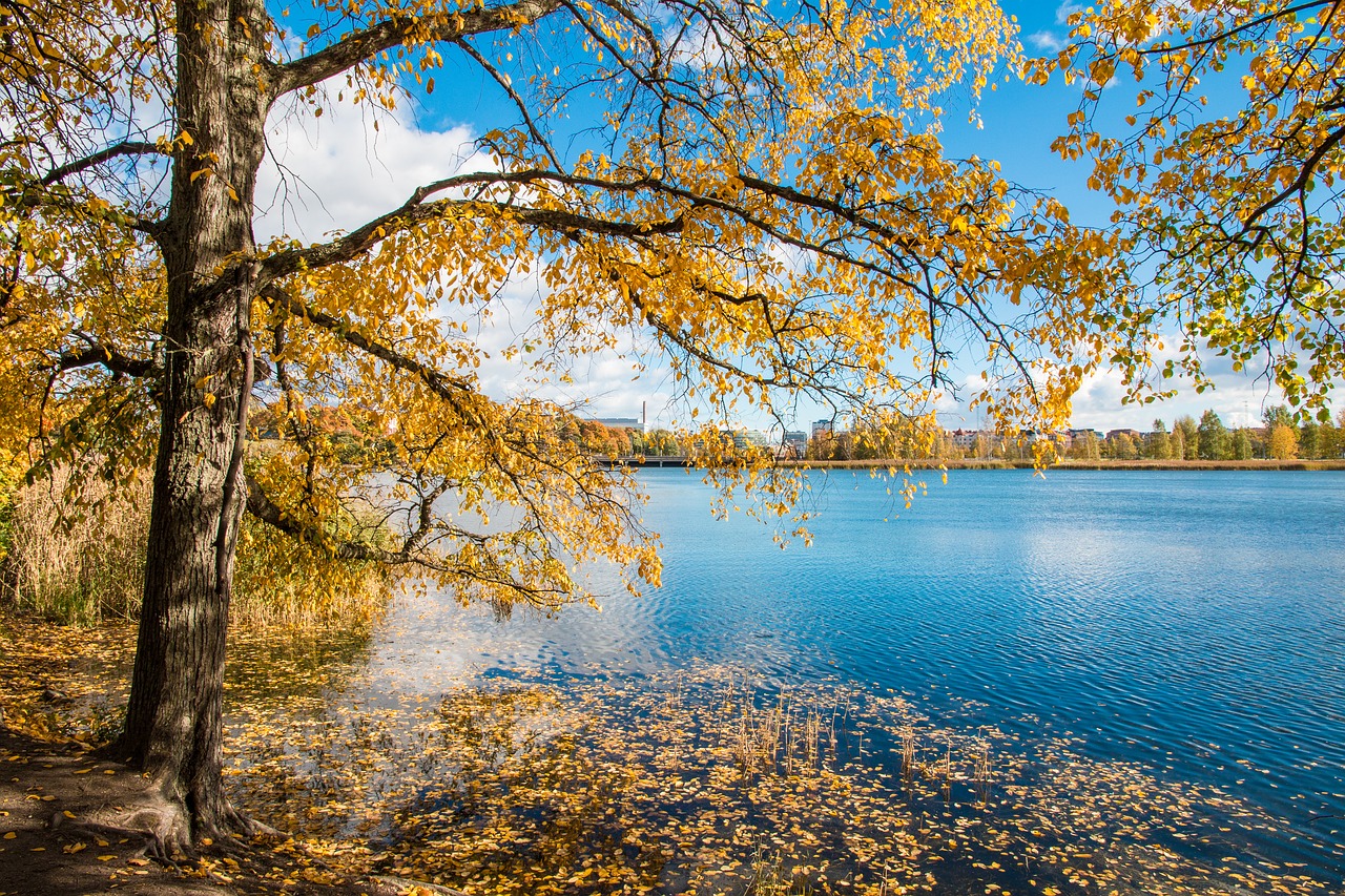 Medis, Papludimys, Kraštovaizdis, Vanduo, Ežeras, Gamta, Helsinki, Darblön Bay, Ruduo, Lapija