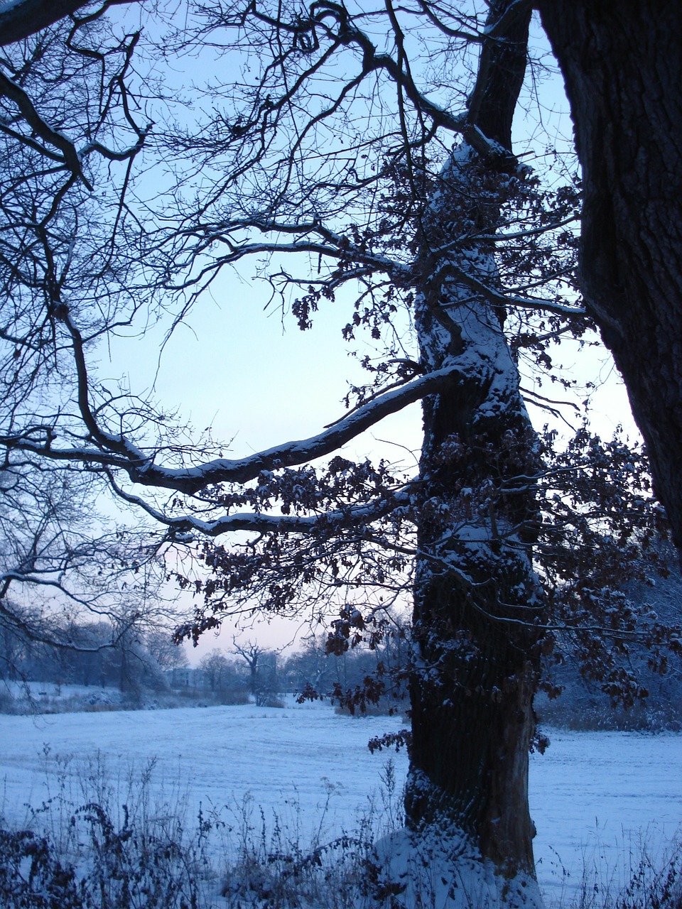 Medis, Vakaras, Žiema, Sniegas, Dusk, Sonnenunetrgang, Atmosfera, Gruodžio Mėn ., Romantika, Mėlyna Valanda