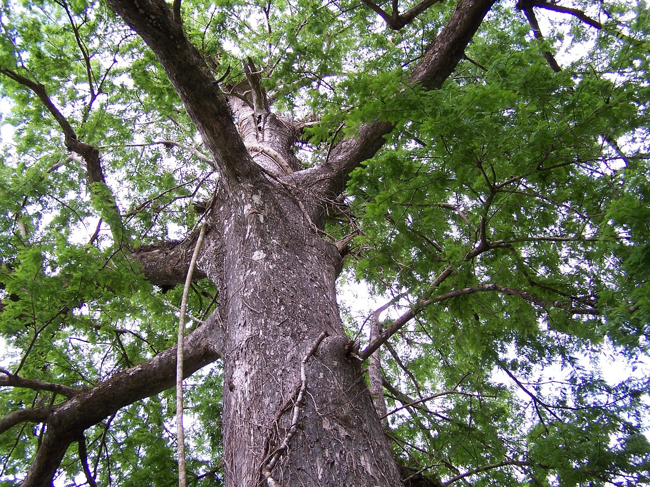 Medis, Miškas, Gamta, Šviesa, Medžiai, Lauke, Aukštas Medis, Aukšti Medžiai, Lauke, Spygliuočių Šventovė