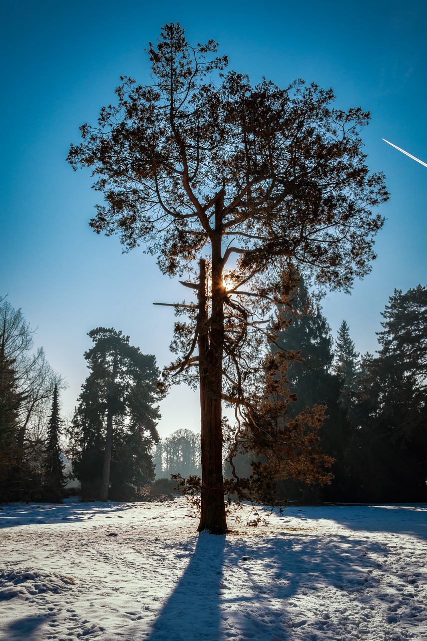 Medis, Park Wörlitz, Sniegas, Saulė, Atgal Šviesa, Kraštovaizdis, Kraštovaizdžio Nuotrauka, Ąžuolo Gumbas, Ąžuolo, Šaltas