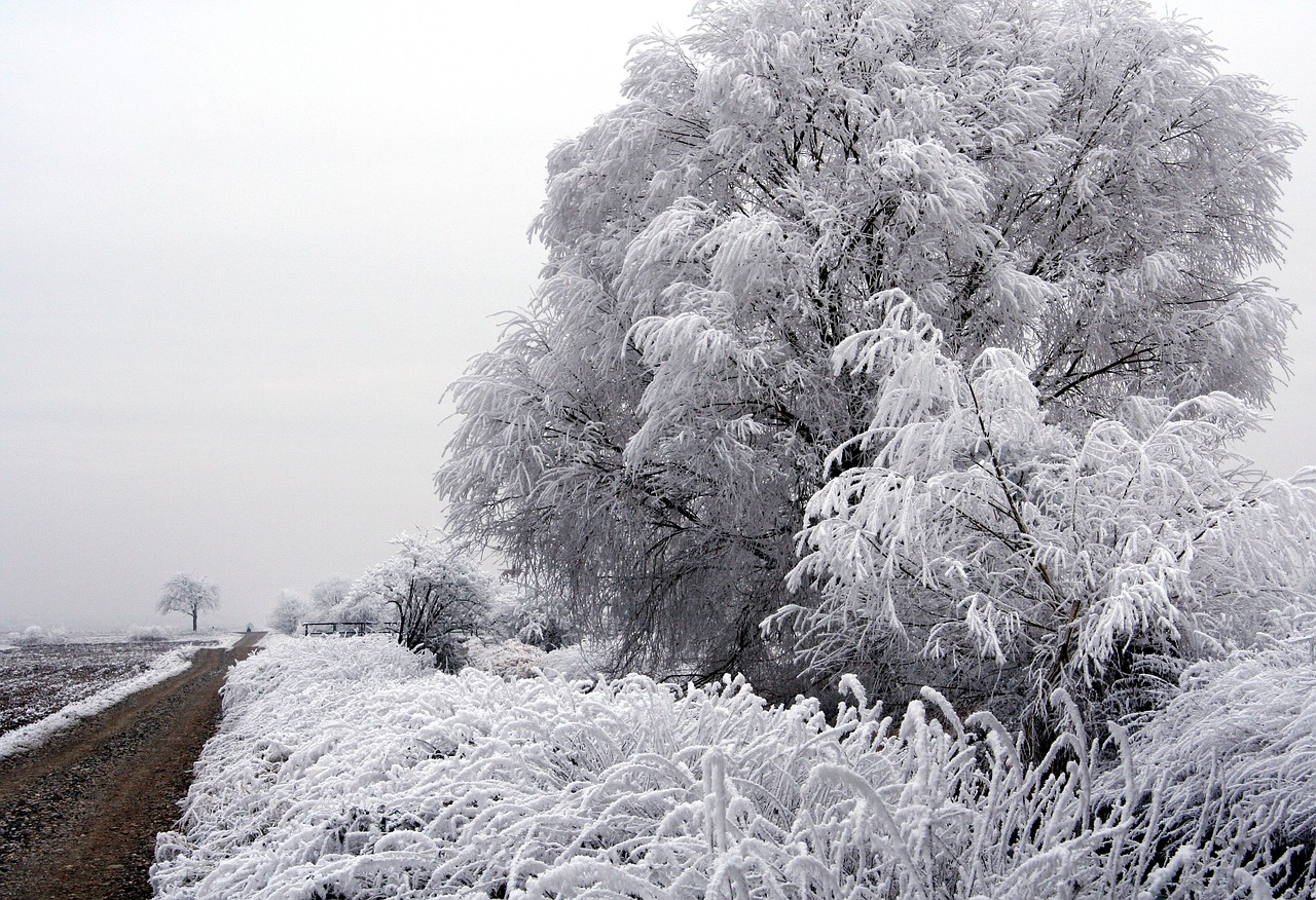 Medis, Sušaldyta, Žiema, Laukas, Alsace, France, Šaltas, Šaltis, Gamta, Nemokamos Nuotraukos