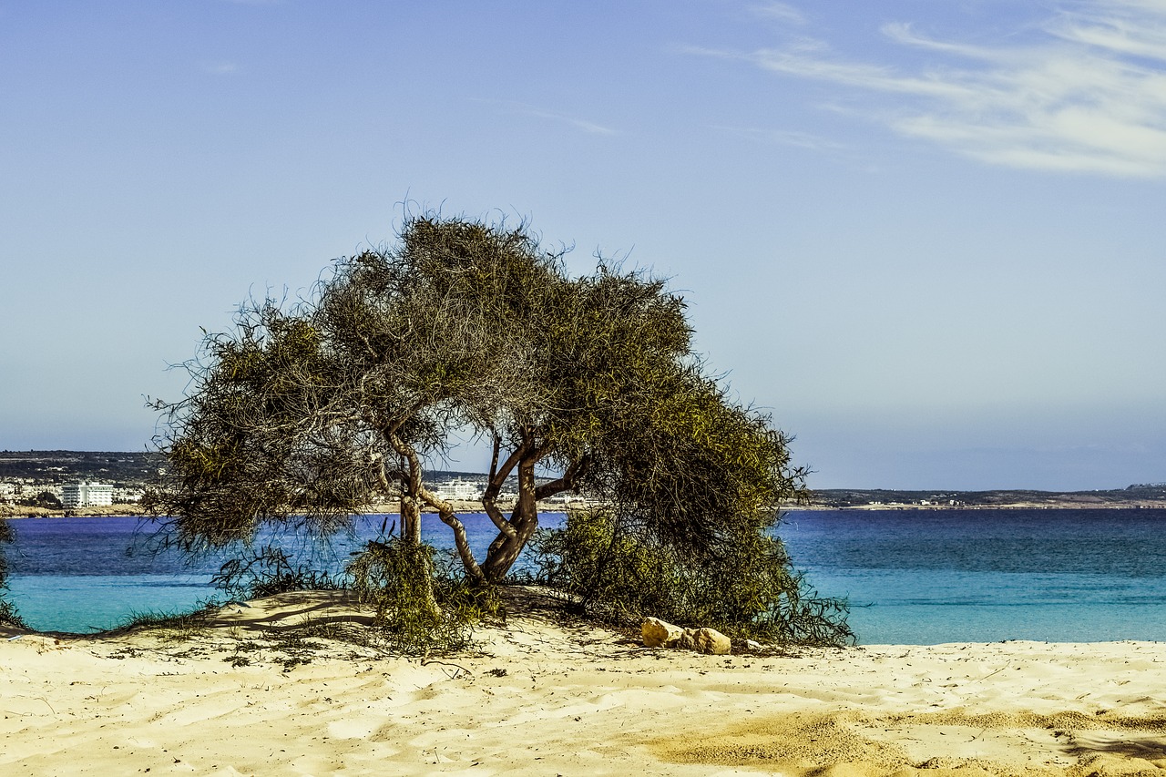 Medis, Papludimys, Smėlis, Mėlynas, Sala, Peizažas, Makronissos Paplūdimys, Ayia Napa, Kipras, Nemokamos Nuotraukos