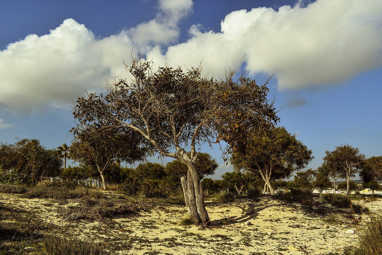 Medis, Kalnakasiai, Copse, Miškas, Laistymas, Dangus, Debesys, Gamta, Makronissos, Ayia Napa