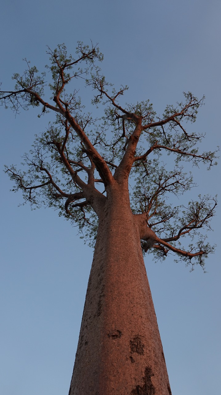 Medis, Baobabas, Madagaskaras, Dangus, Aukštas, Nemokamos Nuotraukos,  Nemokama Licenzija