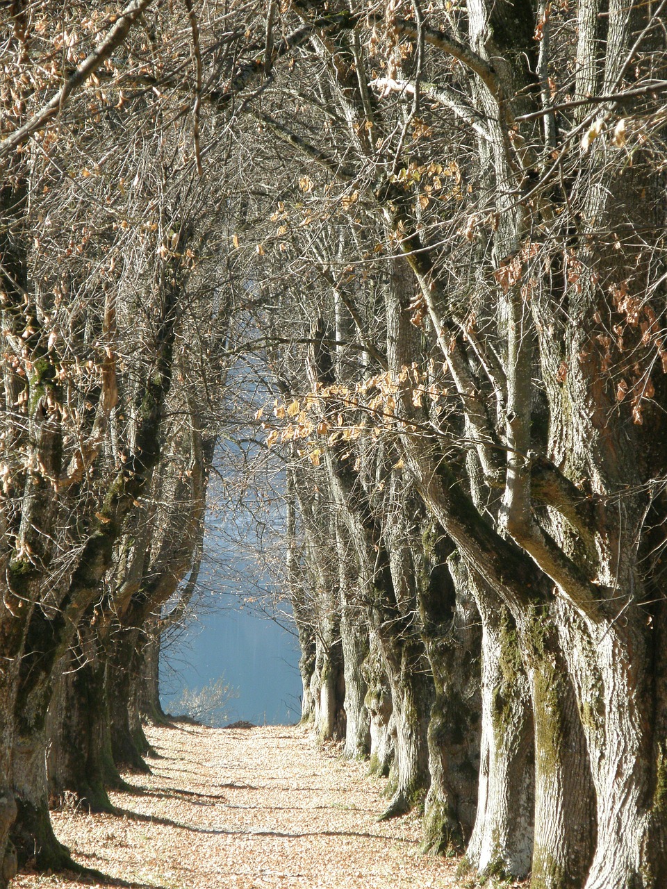 Medis, Alėja, Ežeras, Zell Am See, Šventė, Nuotaika, Romantika, Nemokamos Nuotraukos,  Nemokama Licenzija