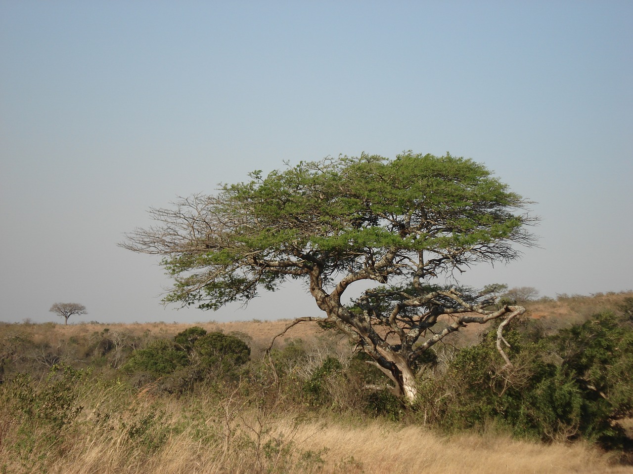 Medis, Gamta, Afrika, Kraštovaizdis, Žalias Medis, Nemokamos Nuotraukos,  Nemokama Licenzija