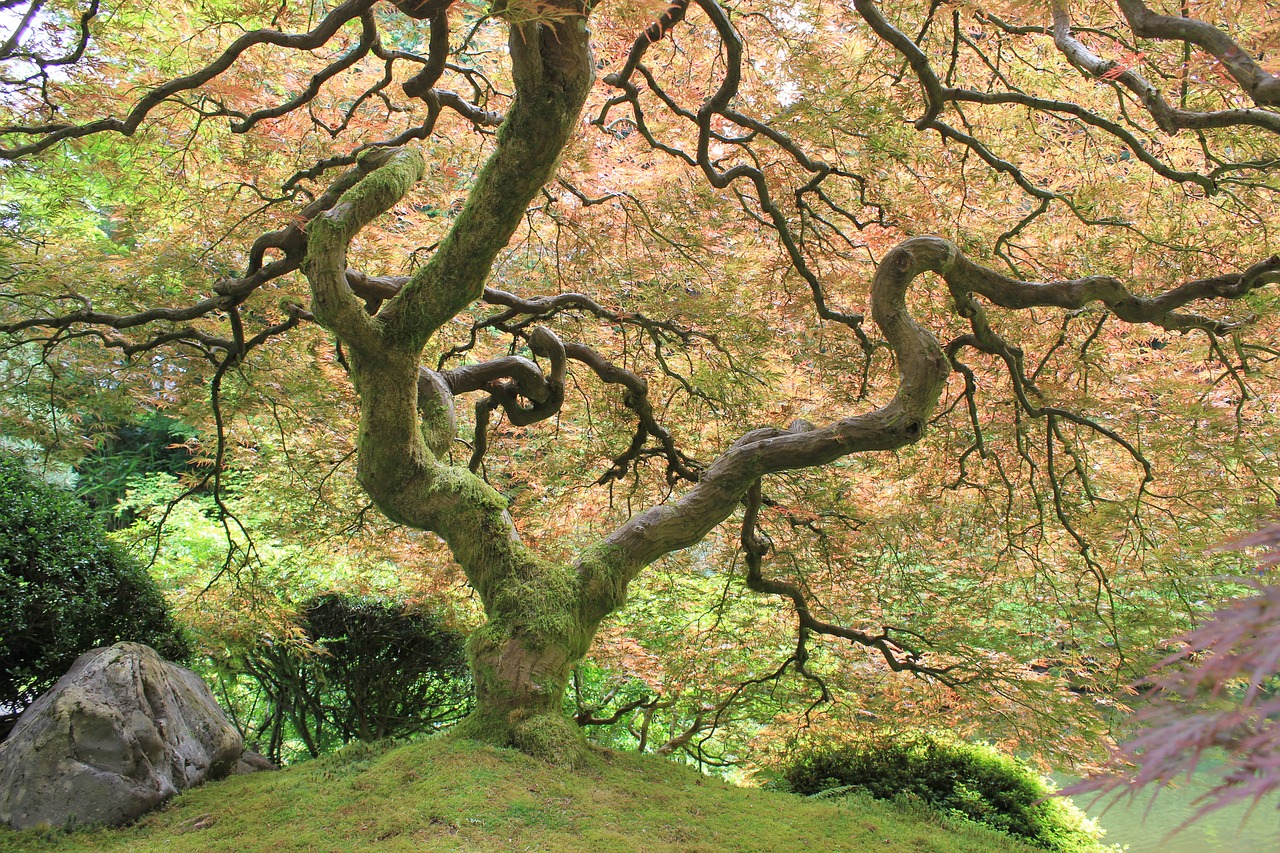 Medis, Japoniškas Sodas, Augalas, Portlandas, Nemokamos Nuotraukos,  Nemokama Licenzija