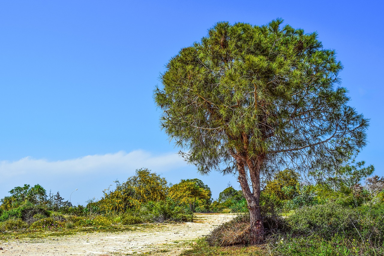 Medis, Kalnakasiai, Gamta, Kraštovaizdis, Peizažas, Makronissos, Ayia Napa, Kipras, Nemokamos Nuotraukos,  Nemokama Licenzija