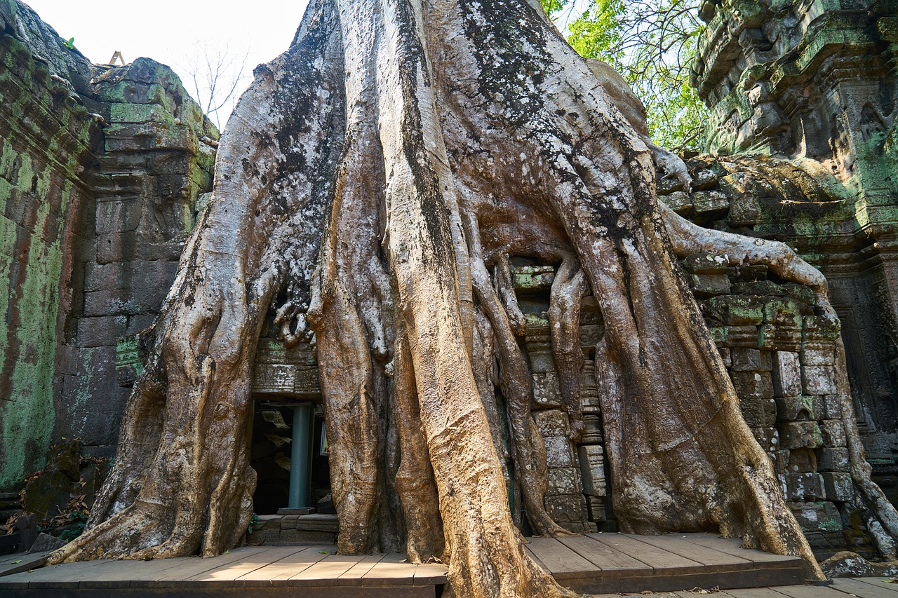 Medis, Gamta, Augalas, Didelis, Senas, Kambodža, Angkor Wat, Šventykla, Pavasaris, Kūnas