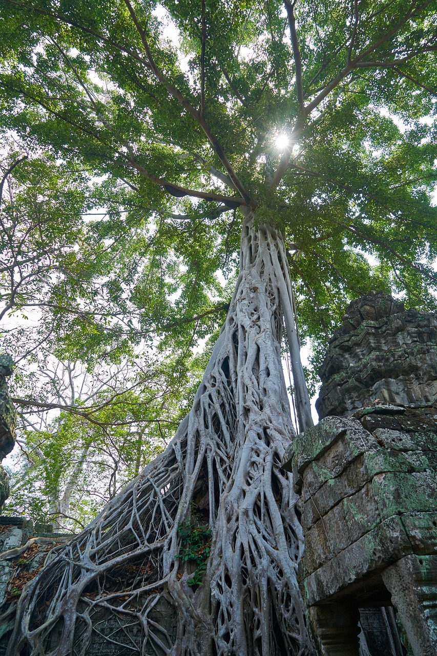 Medis, Gamta, Augalas, Didelis, Senas, Kambodža, Angkor Wat, Šventykla, Pavasaris, Kūnas