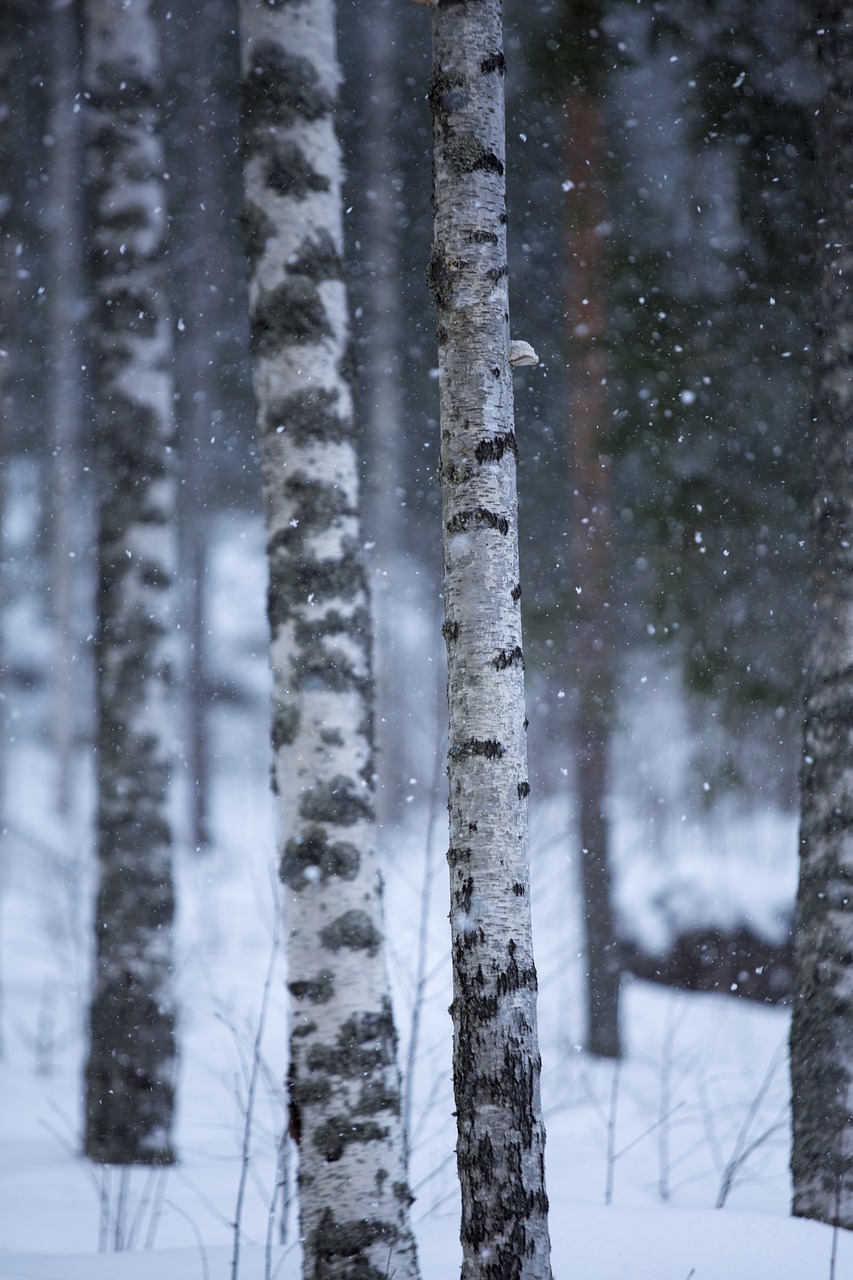 Medis, Žiema, Rėmas, Sniegas, Šaltis, Suomių, Miškas, Šaltas, Gamta, Twilight