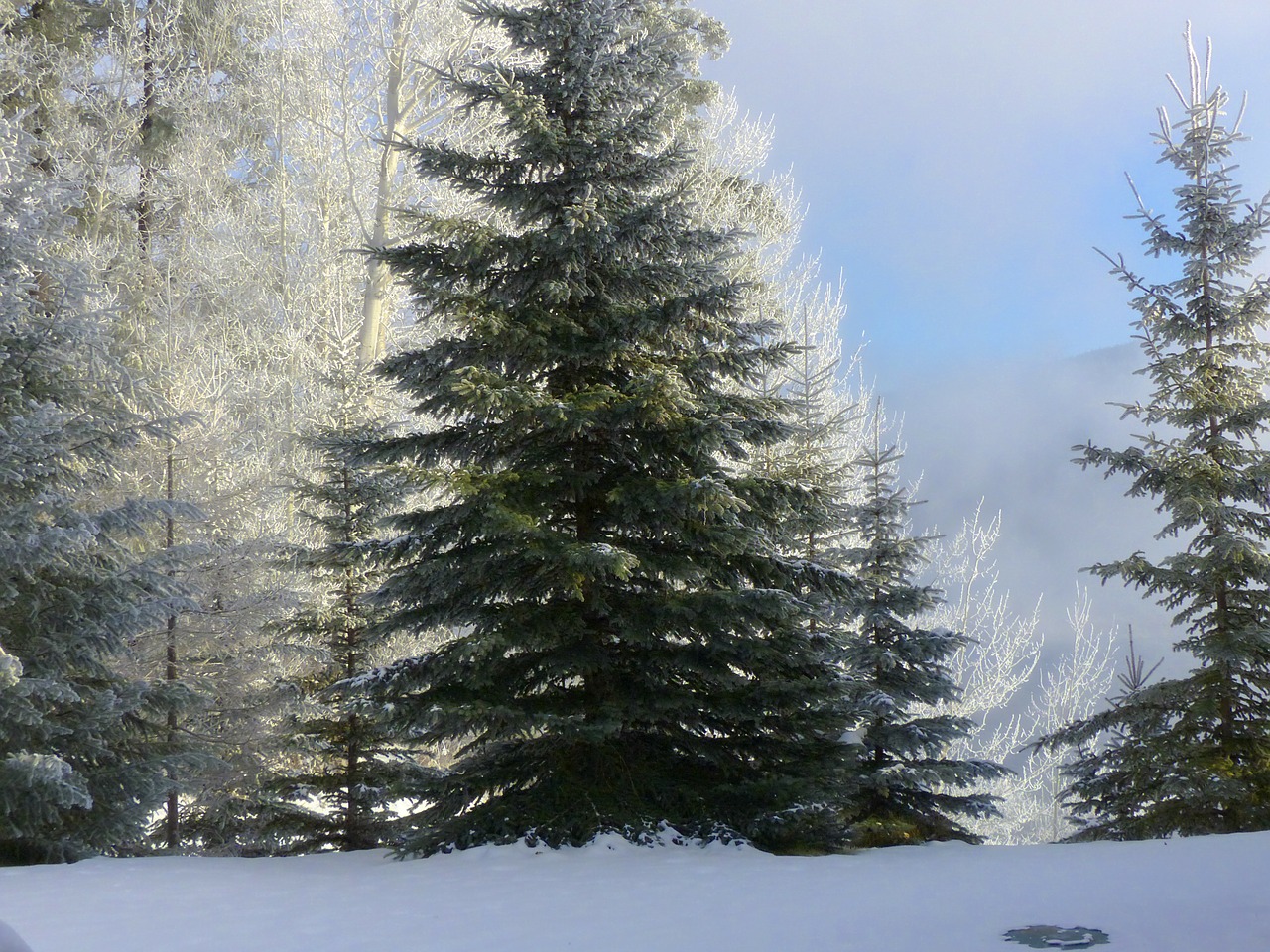 Medis, Eglė, Auskaras, Baltos Šalnos, Rime, Šaltis, Žiema, Ledo Šaltumo, Sušaldyta, Gamta