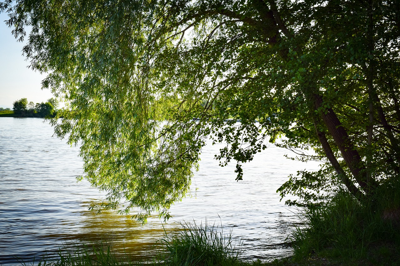 Medis, Ganykla, Vanduo, Verkianti Gluosniai, Gamta, Pieva, Kraštovaizdis, Žurnalas, Lapai, Žalias