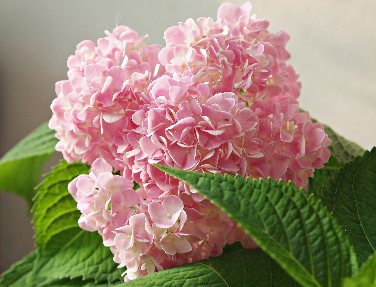 Medis, Gėlės, Gamta, Šviesus, Rožinis, Įspūdingas, Rausvos Gėlės, Rudens Lapai, Žydėti, Hydrangeas