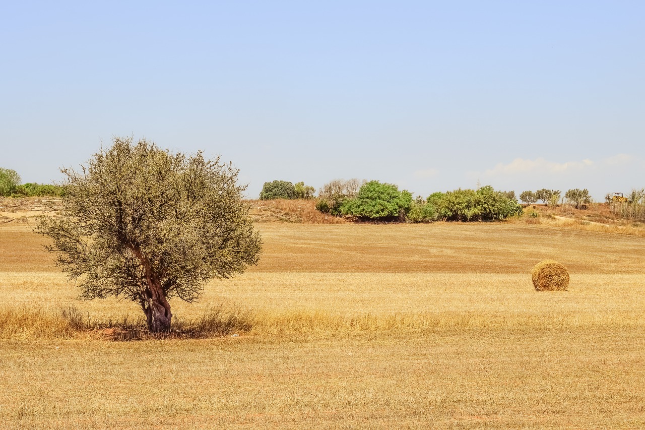 Medis, Šienas, Žemė, Kraštovaizdis, Kaimas, Šiaudai, Gamta, Laukas, Kaimas, Pieva