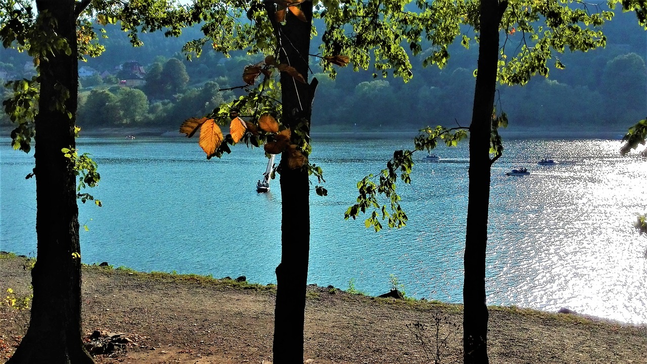 Medis, Ežeras, September, Nemokamos Nuotraukos,  Nemokama Licenzija