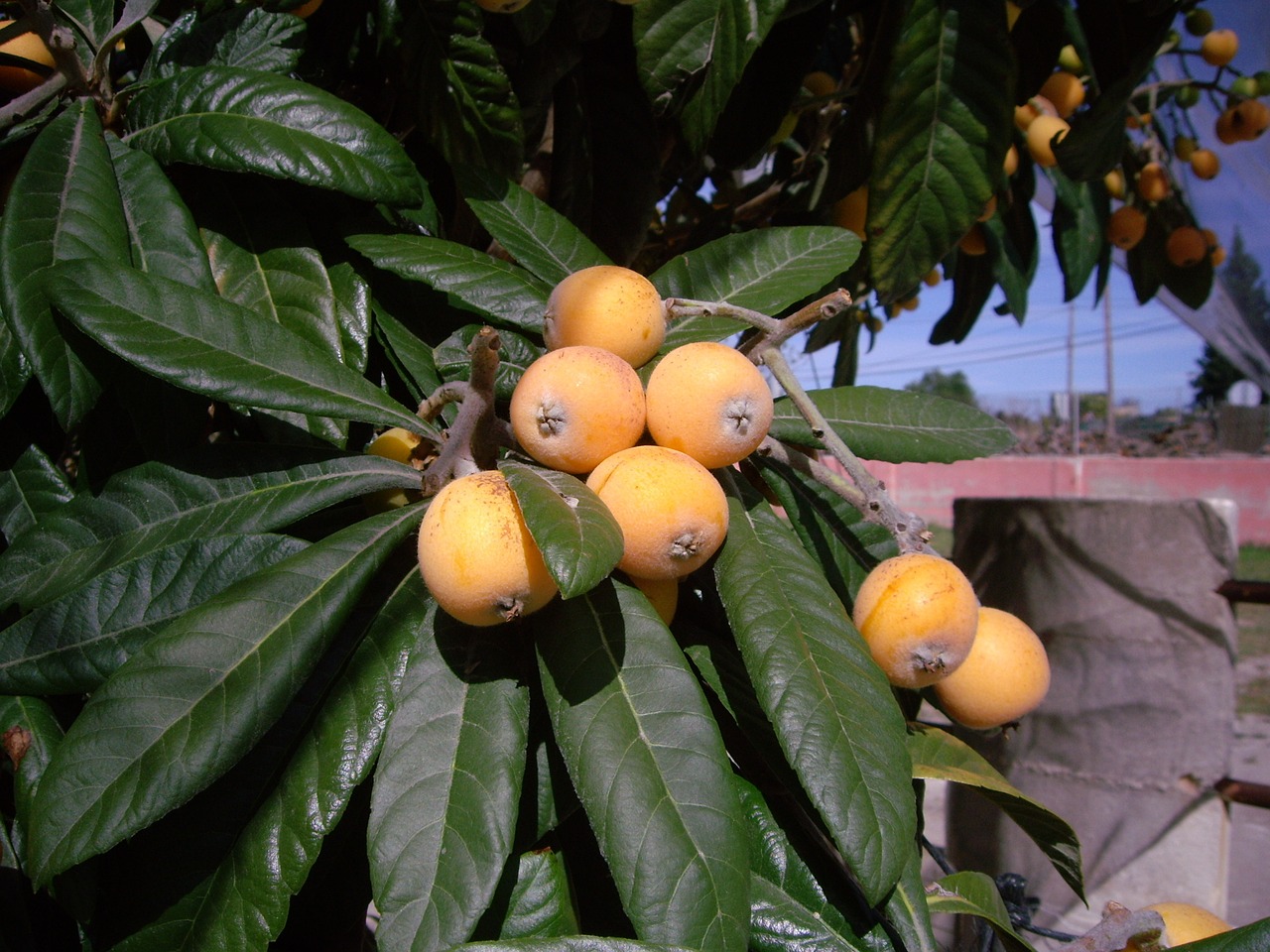 Medis, Botanikos, Medlar, Ekologiškas, Geltona, Žalias, Vaisiai, Nemokamos Nuotraukos,  Nemokama Licenzija