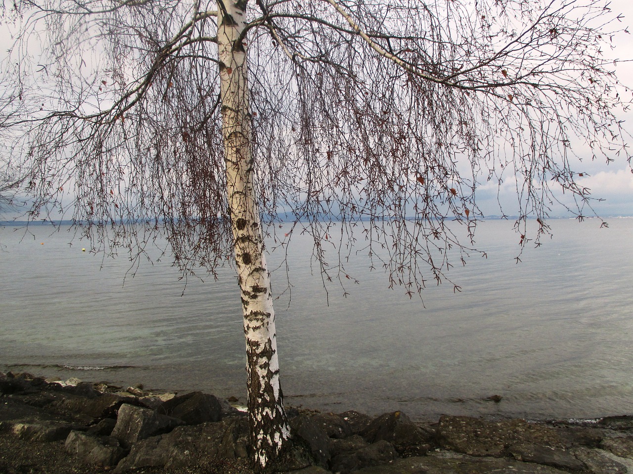 Medis, Beržas, Romanshorn, Žiema, Akmenys, Vanduo, Ežeras, Debesys, Ežero Konstanta, Bankas