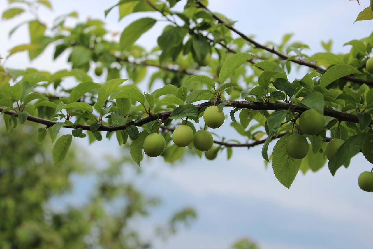 Medis, Kaimas, Sodas, Nemokamos Nuotraukos,  Nemokama Licenzija