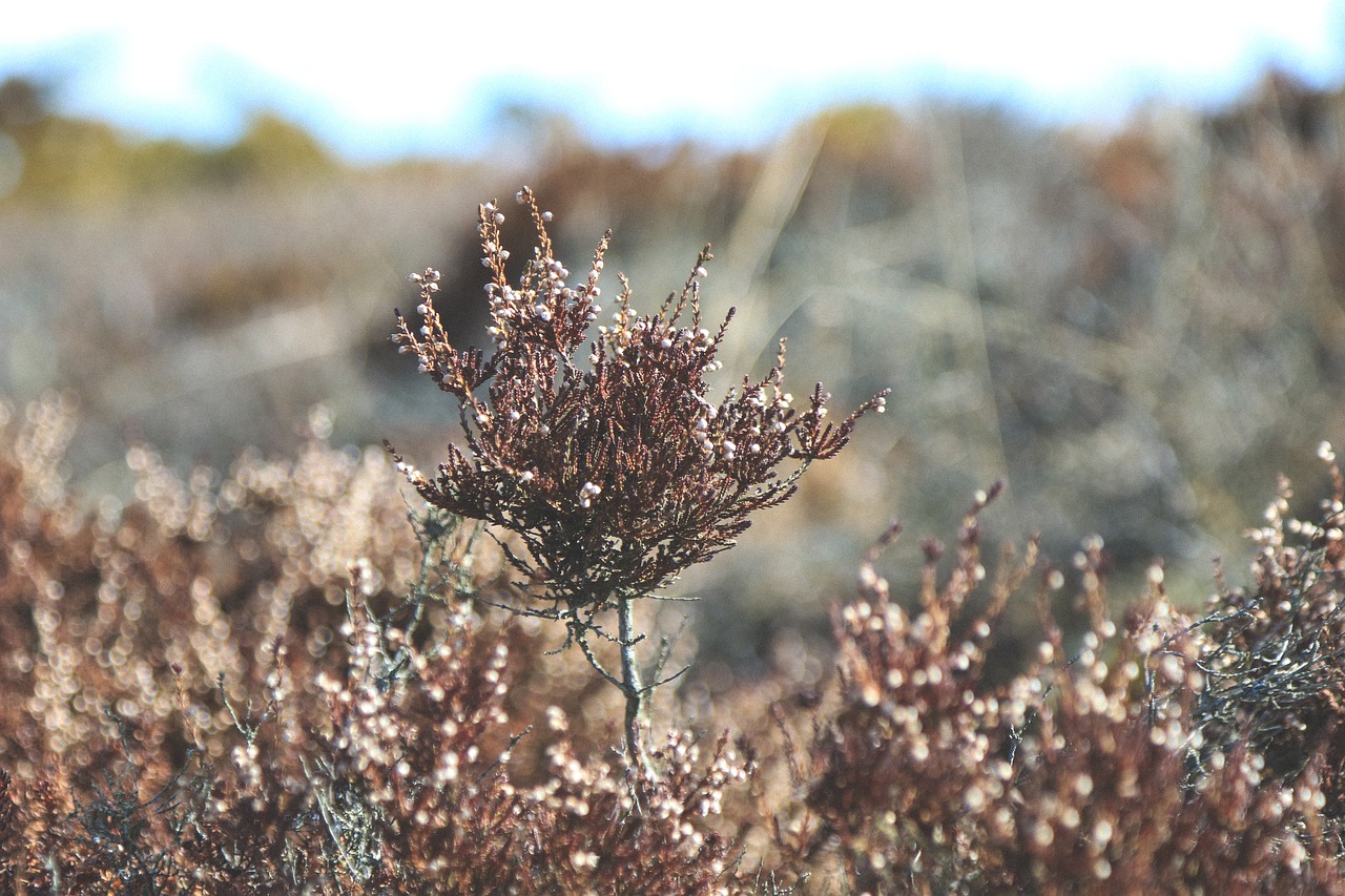 Medis, Augalas, Bokeh, Blur, Lauke, Nemokamos Nuotraukos,  Nemokama Licenzija