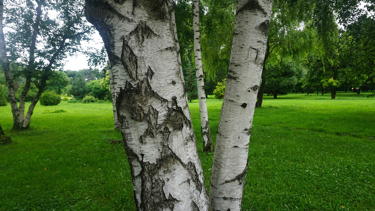 Medis, Žolė, Gamta, Kraštovaizdis, Žalias, Vasara, Augalas, Pavasaris, Dangus, Mėlynas