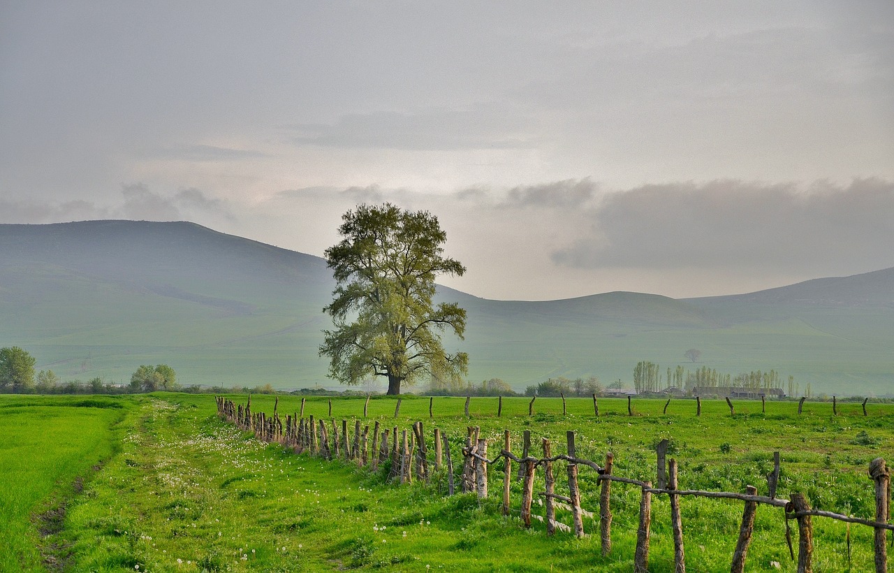 Medis, Kraštovaizdis, Gamta, Miškas, Parkas, Žalias, Dangus, Vasara, Saulės Šviesa, Augalas