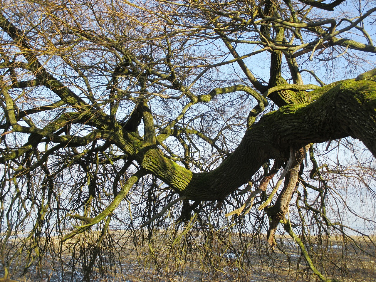 Medis, Sulenktas, Gentis, Filialai, Žievė, Žurnalas, Gnarled, Nemokamos Nuotraukos,  Nemokama Licenzija