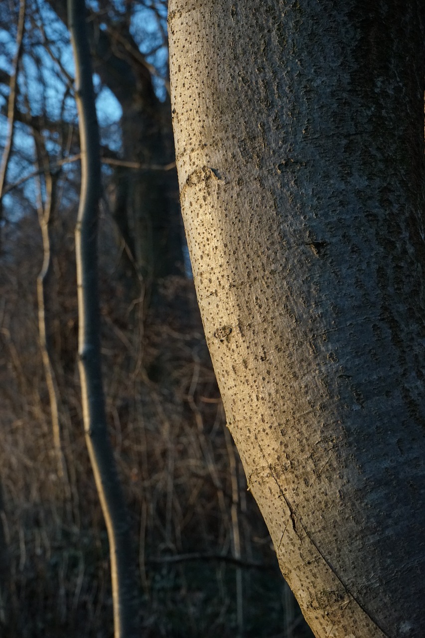 Medis, Žievė, Žurnalas, Bukas, Fagus Sylvatica, Gentis, Nemokamos Nuotraukos,  Nemokama Licenzija