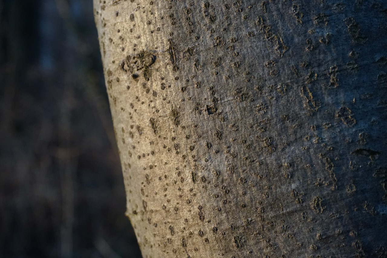 Medis, Žievė, Žurnalas, Bukas, Fagus Sylvatica, Gentis, Nemokamos Nuotraukos,  Nemokama Licenzija