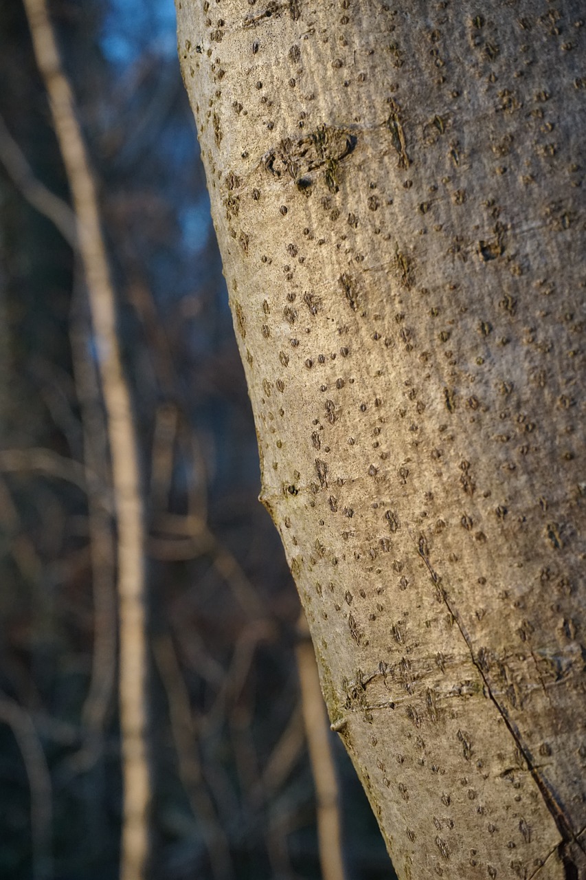 Medis, Žievė, Žurnalas, Bukas, Fagus Sylvatica, Gentis, Nemokamos Nuotraukos,  Nemokama Licenzija