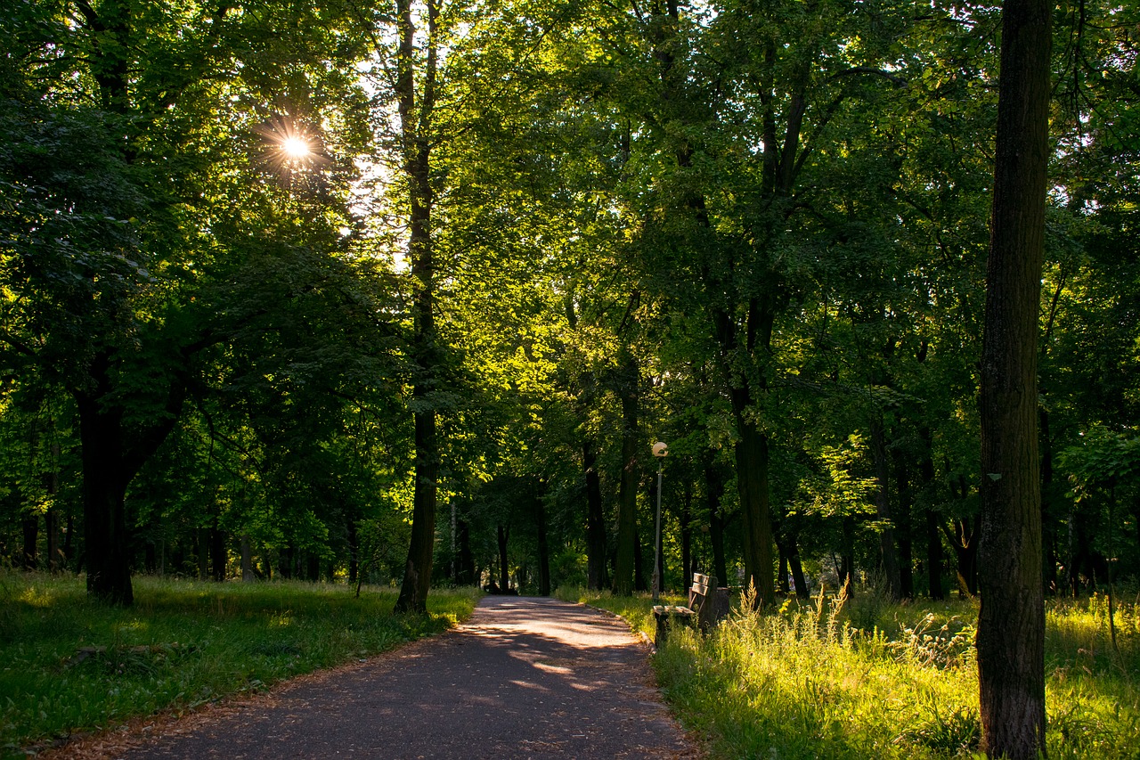 Medis, Miškas, Parkas, Stendas, Žalias, Medžiai, Nemokamos Nuotraukos,  Nemokama Licenzija