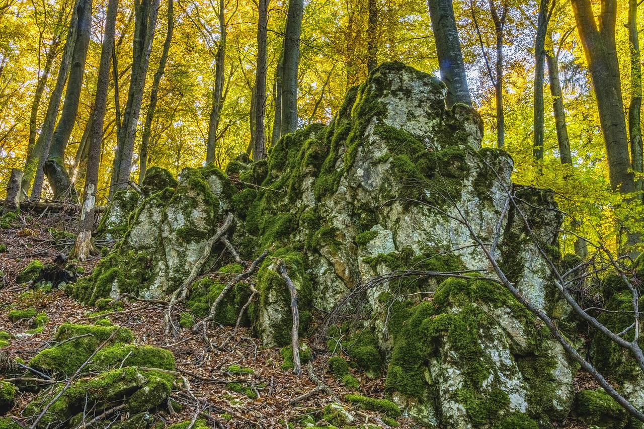 Medis, Miškas, Rokas, Akmuo, Užaugo, Idilija, Idiliškas, Gamta, Žygiai, Žalias