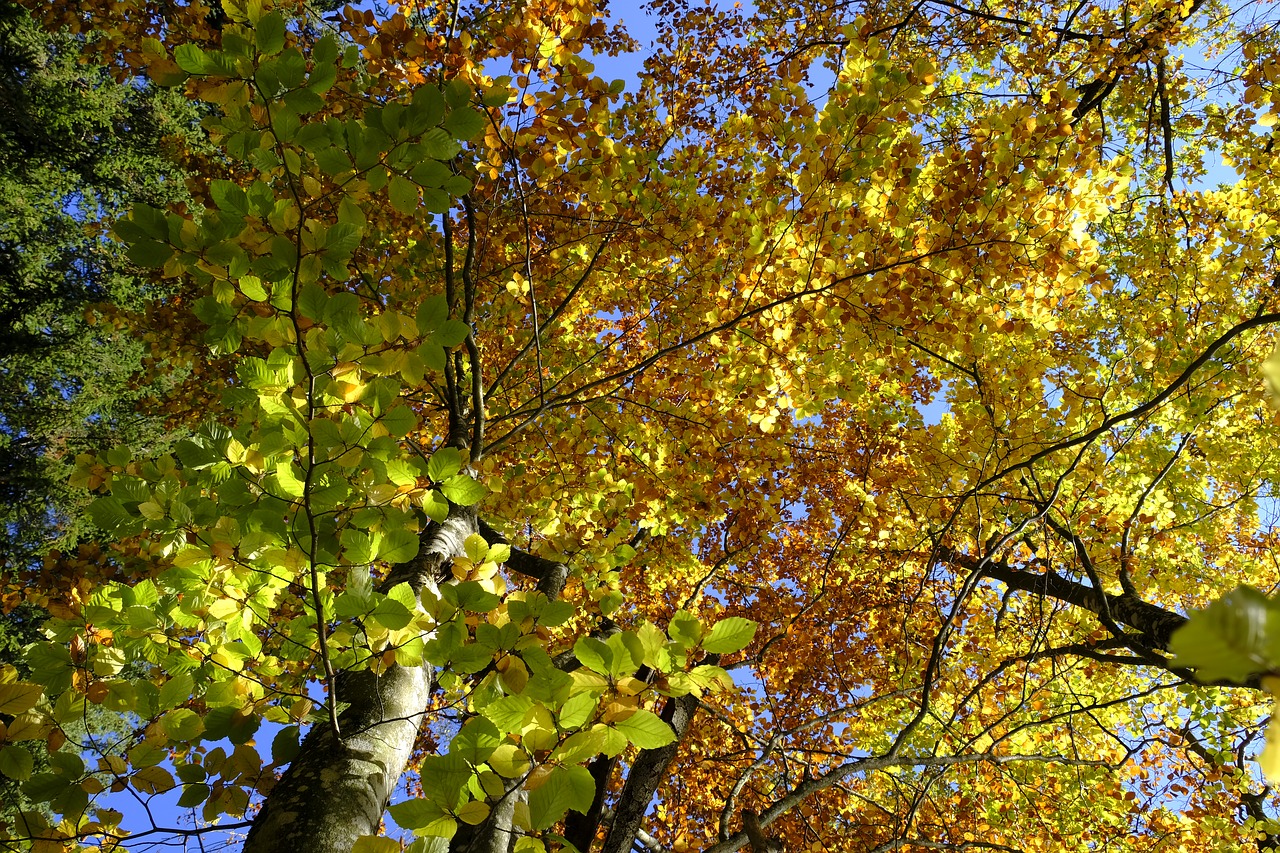 Medis, Ruduo, Lapai, Kritimo Lapija, Aukso Ruduo, Gamta, Trumpalaikis Laikotarpis, Miškas, Spalvos Pasikeitimas, Herbstsimmung