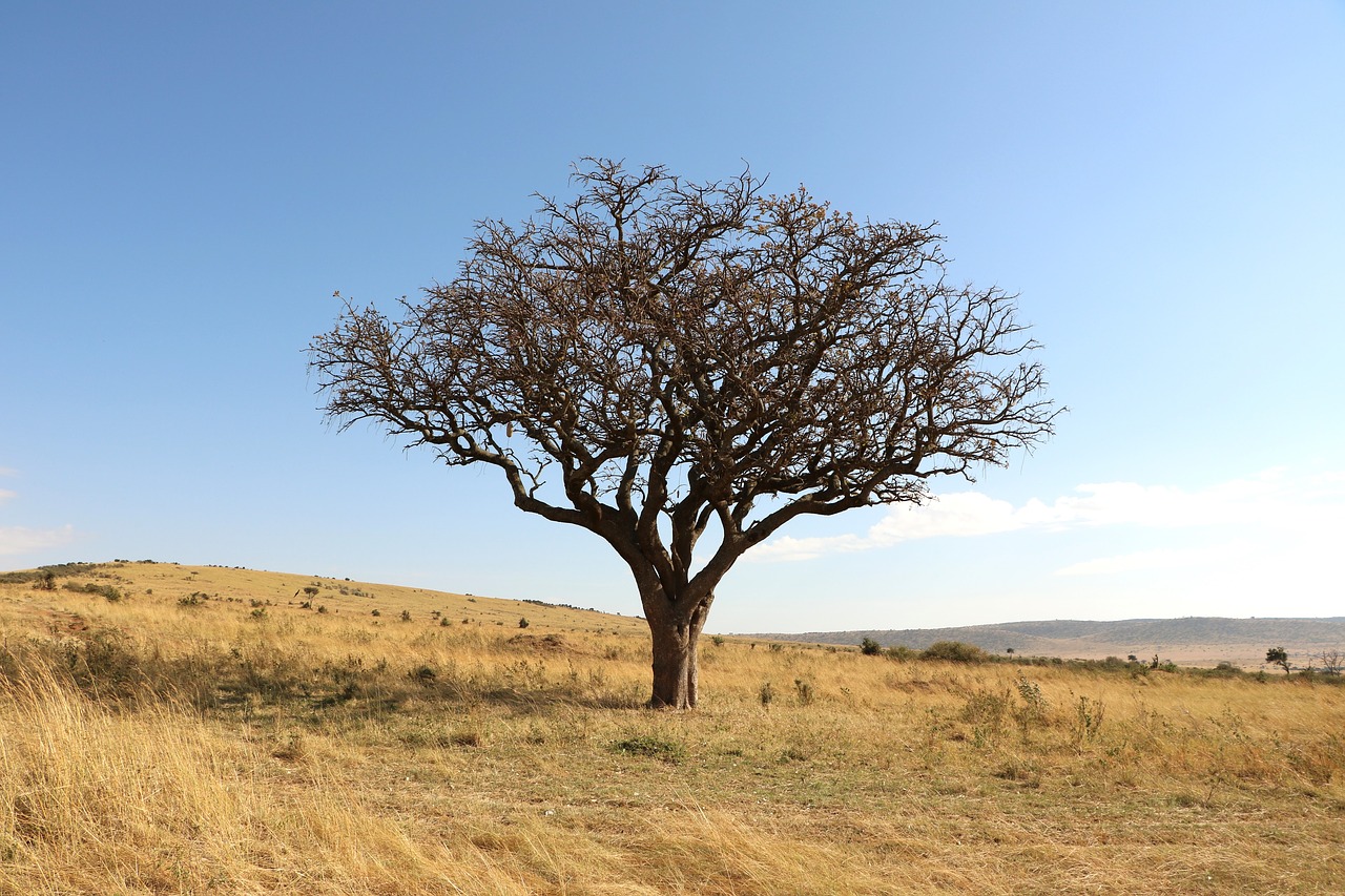 Medis, Savana, Afrika, Gamta, Kraštovaizdis, Safari, Kenya, Nemokamos Nuotraukos,  Nemokama Licenzija