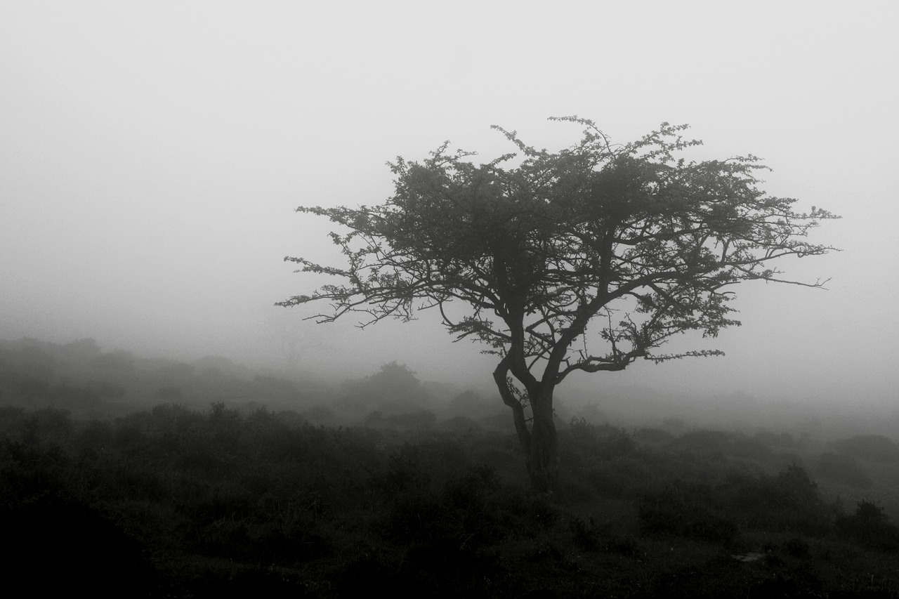 Дерево ч. B&W Landscape. Бобовое дерево чб.