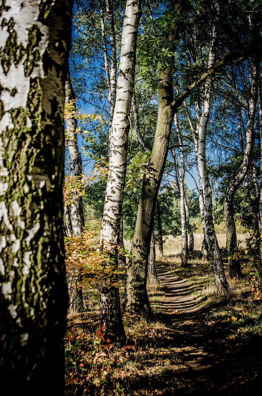 Medis, Beržas, Kelias, Spacer, Atsipalaidavimas, Miškai, Lapija, Kelias, Miškas, Nemokamos Nuotraukos