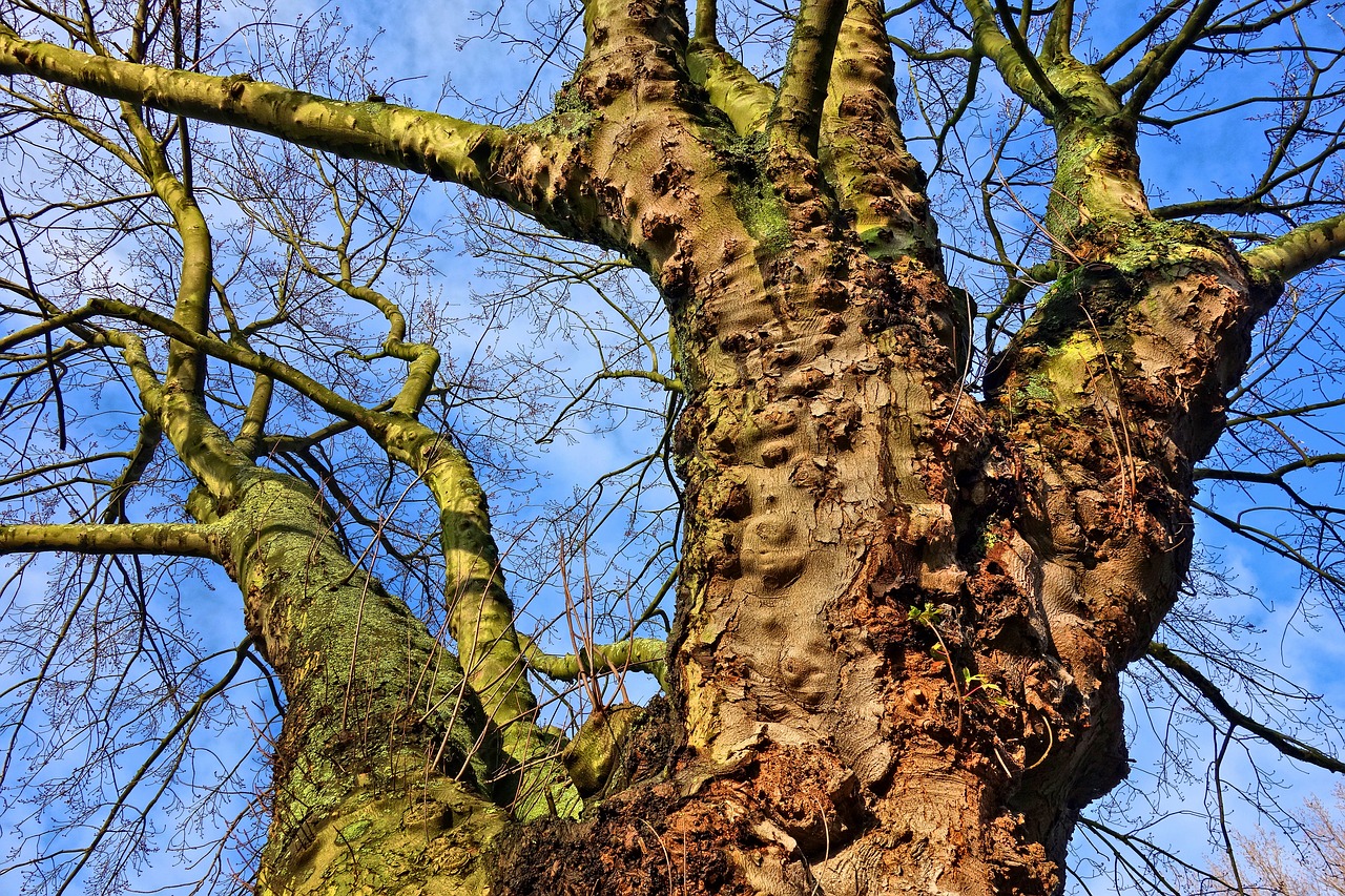 Medis, Bagažinė, Filialas, Senas Medis, Gnarled, Plikas Filialus, Lapuočių Medis, Ruduo, Samanos, Samanos Auginamas Medis