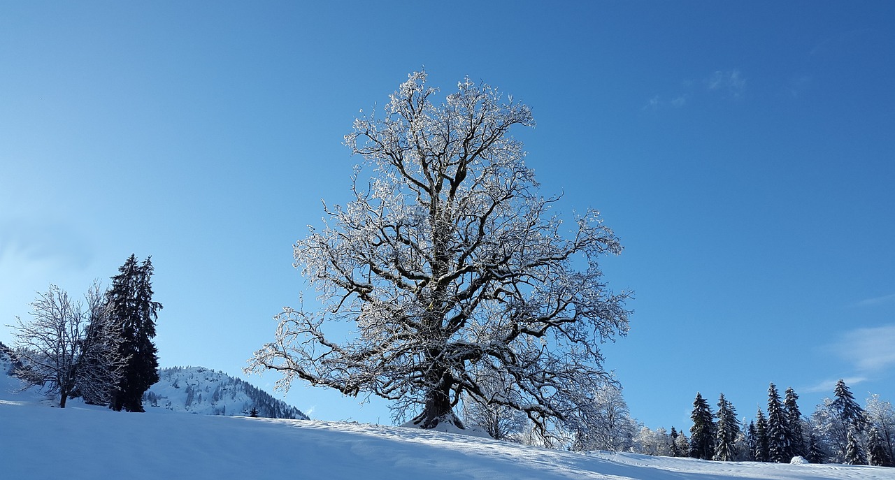 Medis, Sniegas, Žiema, Šaltas, Šaltis, Kraštovaizdis, Sniego Balta, Schönwetter, Snieguotas, Allgäu
