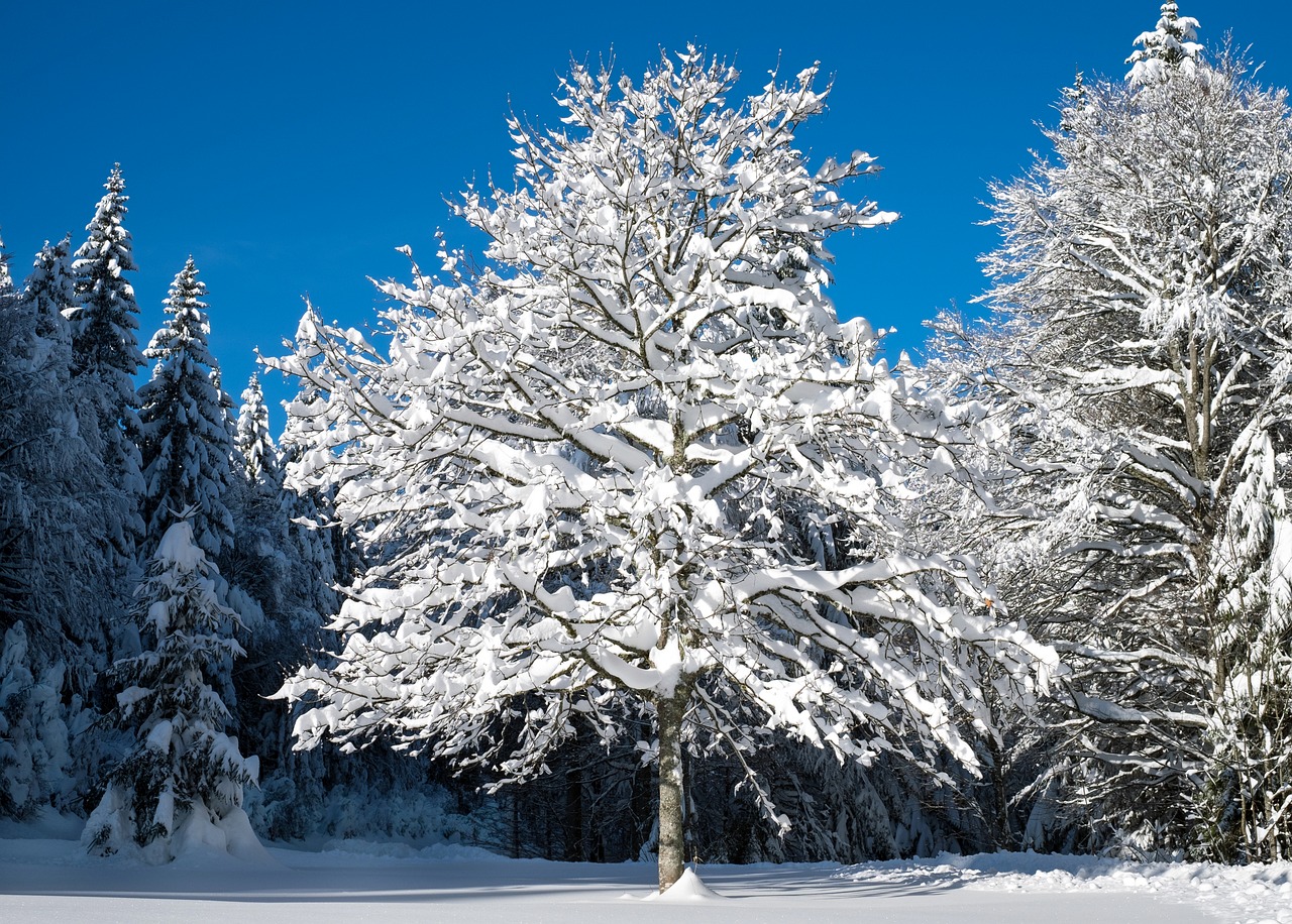 Medis, Žiema, Sniego Kraštovaizdis, Jaunas Medis, Snieguotas, Žiemą, Šaltas, Sniegas, Šaltis, Žiemos Šaltis