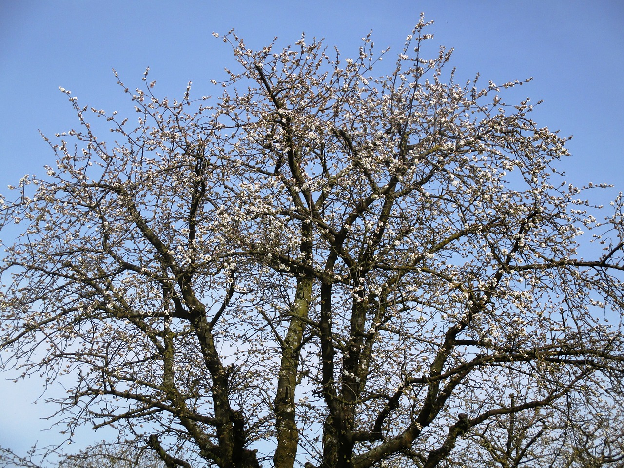 Medis, Obuolių Medis, Žiedas, Žydėti, Gražus, Pavasaris, Amriswil, Thurgau, Šveicarija, Nemokamos Nuotraukos