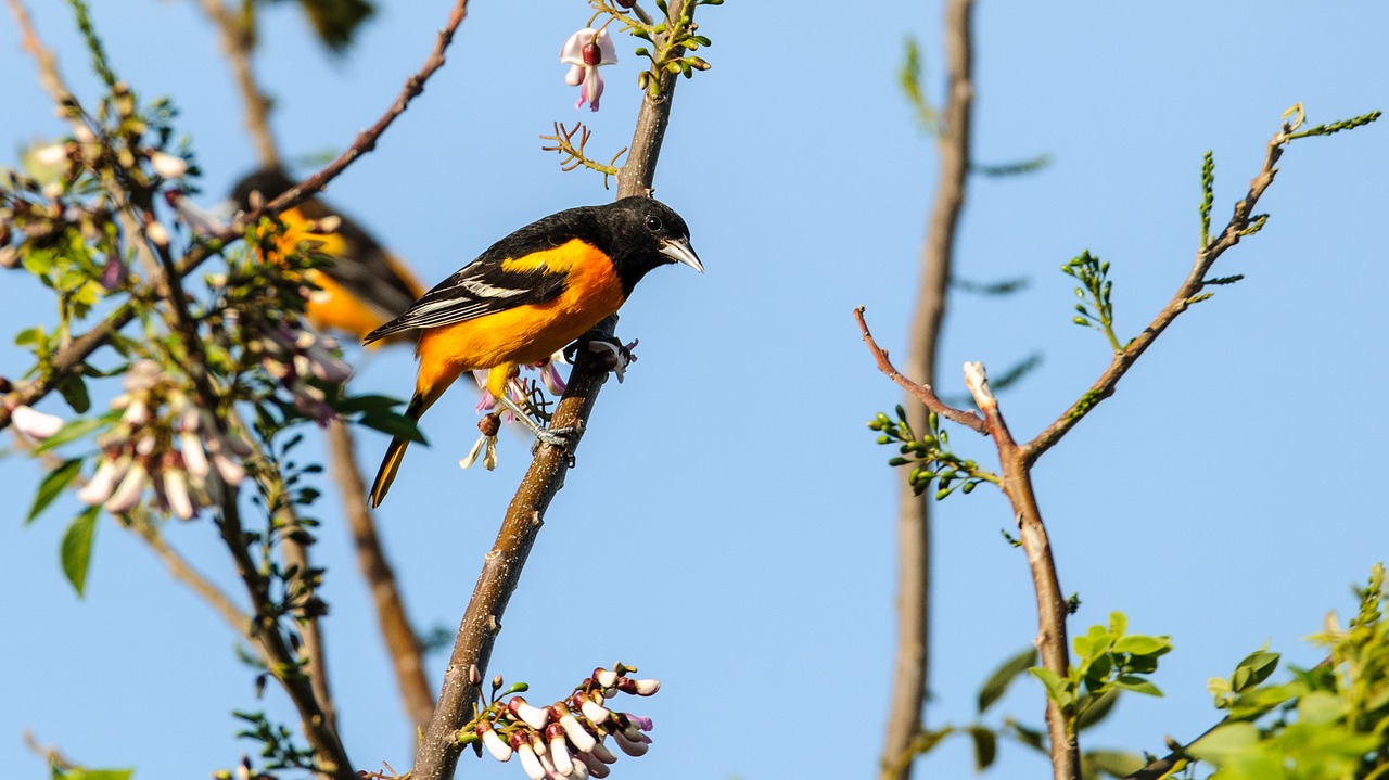 Medis, Gamta, Lauke, Paukštis, Oriole, Oranžinė, Paukščių Stebėjimas, Nemokamos Nuotraukos,  Nemokama Licenzija